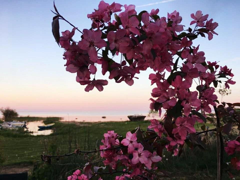 Hotel Paeevatalu Camping Vilusi Exteriér fotografie